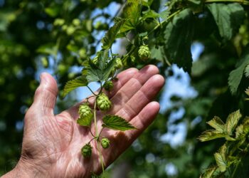 Sipping Sunshine: The Art of Crafting Farmhouse Saison